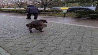 Hamile sanılan köpeğin karnından ödem çıktı