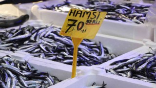 Hamsi büyüdü, fiyatı 70 TL oldu