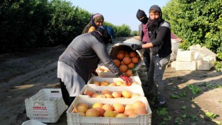 Hasadı başladı, sadece yüzde 10u Türkiyede tüketiliyor, yüzde 90ı ihraç ediliyor