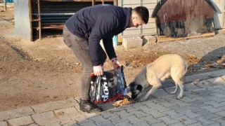 Hayvan dostu belediye, sokak hayvanlarının mama ve suyunu eksik etmiyor