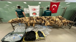 İstanbul Havalimanında samur postu ele geçirildi