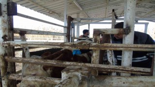 İthal hayvanların karantina ve sonrasındaki takipleri titizlikle yapılıyor
