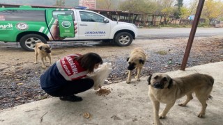 Jandarma ekipleri patili dostlarını unutmadı