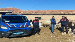 Jandarma kaybolan koyunları dron ile buldu