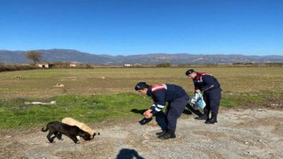 Jandarma sokak hayvanlarını unutmadı