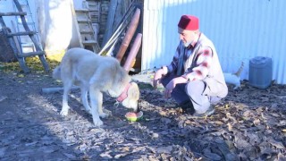 Kangal köpeğinin et yerine sebze yediğini gören Elazığlının şiveli tepkisi güldürdü