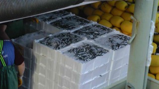 Karadenizde kilolarca hamsi yakalanınca, vatandaşa bedava dağıtıldı