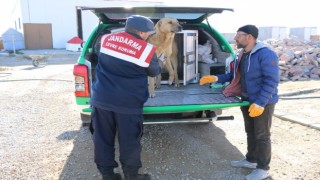 Karamanda yaralı köpek koruma altına alındı