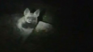 Karanlıkta karşısına 2 sırtlan çıktı