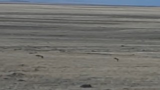 Karsta kurtlar yol kenarına indi