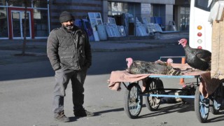 Karsta yılbaşı hindileri el yakıyor