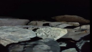 Kartal Sahilinde ortaya çıkan su samuru kamerada
