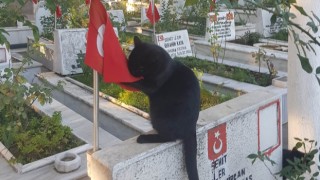Kedi, şehitlikteki Türk bayrağını öptü