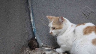 Kedinin fare ile oyunu