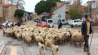 Kent merkezinden geçen koyun sürüsü ilginç görüntü oluşturdu