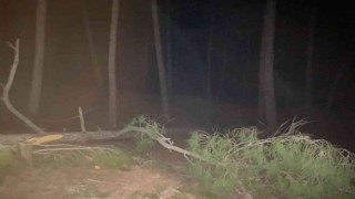 Kestiği ağaç üzerine düşen şahıs öldü