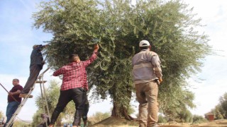 Kiliste zeytin hasadında sona gelindi