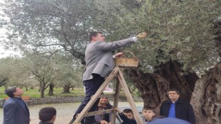 Kırkağaçta bin 660 yaşındaki ağaçta zeytin hasadı yapıldı