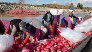 Osmaniye'de Kırmızı altın turp hasadı başladı