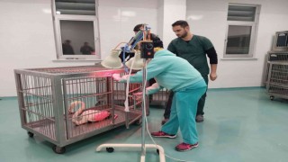 Konyada göl kıyısında yaralı bulunan flamingo koruma altına alındı