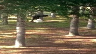 Köpeği kemerle döven şahıs yakalandı