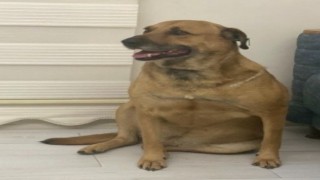 Köpeği tüfekle öldüren yaşlı adama 5 yıl 9 ay hapis cezası
