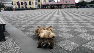 Köpeğin ilginç uyuma yöntemi