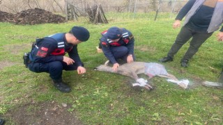 Köpeğin saldırısına uğrayan karaca tedavi altına alındı