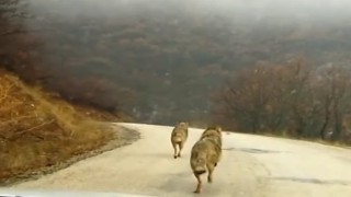 Köy yoluna inen kurtlar görüntülendi