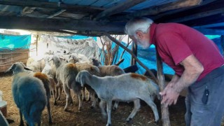 Köye dalan yırtıcı hayvan 27 koyunu telef etti