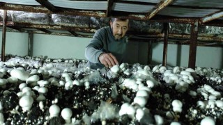Köye üretim üssü kurdu, şehrin mantar ihtiyacını karşılıyor