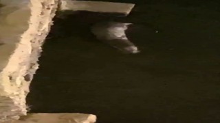 Küçükçekmece Gölünde su samuru sürprizi