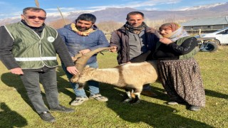 Kurtlardan kaçan dağ keçisi koyun sürüsü sayesinde hayatta kaldı