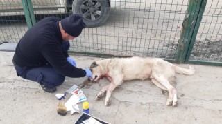 Kurtların saldırısına uğrayan köpek tedavi altına alındı