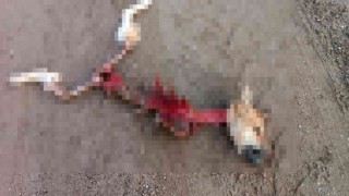 Kurtların yediği düşünülen köpekten geriye iskeleti kaldı