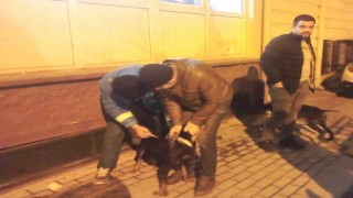 Kütahyada 63 adet köpeğe çip uygulaması ve kuduz aşısı