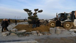 Lapsekide Millet Bahçesine 350 yıllık zeytin ağacı dikildi