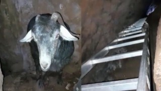 Mağarada keçi kurtarma operasyonu