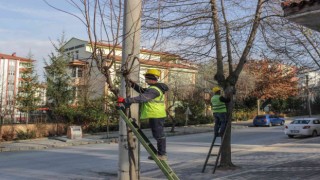 Mahallelerde ağaç budama çalışmaları