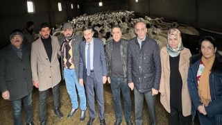 Malatyada Akkaraman ırkı koyun yetiştiriciliği yaygınlaştırılıyor