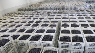 Marmarabirlikten 150 milyon lira ödeme