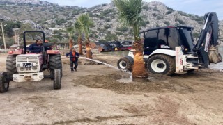 Marmariste halk plajlarına palmiye ağaçları dikildi