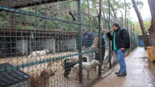 Marmaristeki evden kurtarılan hayvanlar bakımevinde tedavi ediliyor