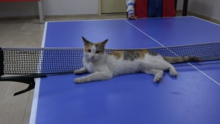 Masa tenisi oynayan kedi hayran bıraktı