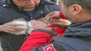 Muğlada 37 bin havyana mikroçip takıldı