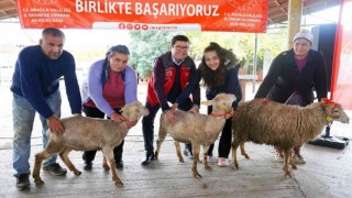 Muğlalı kadın üreticilere Bin 300 koyun, 52 koç dağıtıldı