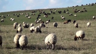 Muşta sıcak hava besicilerin yüzünü güldürüyor