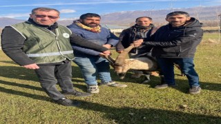 Muşta yırtıcı hayvan saldırısına uğrayan yaban keçisi tedavi altında alındı