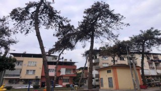 Nazilli Belediyesi, kuruduğu için tehlike saçan ağaçların kesti