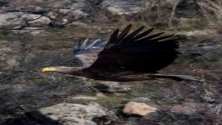 Nesli tükenmekte olan kartal Boluda fotoğraflandı